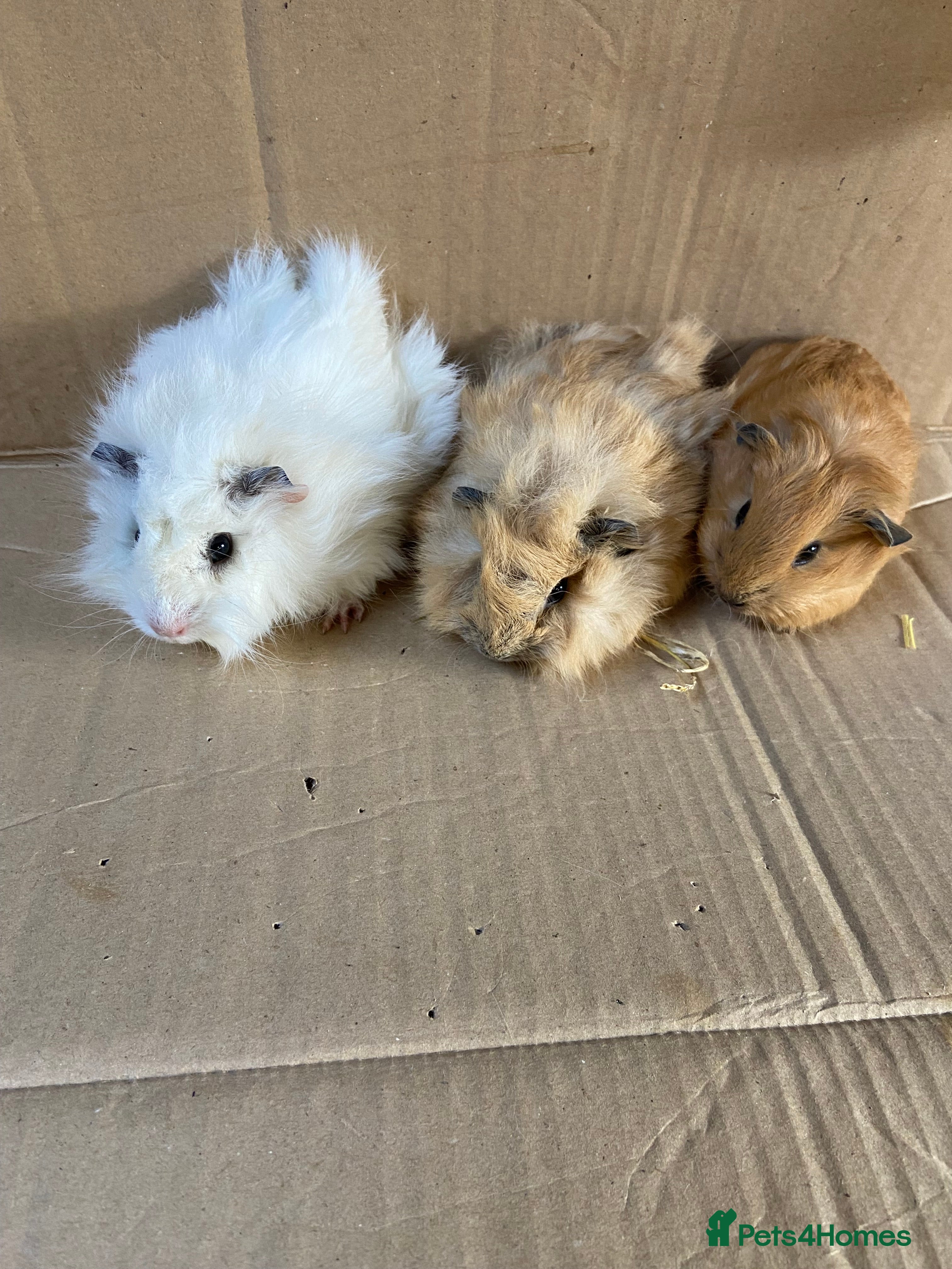 Guinea Pig rodents Baby Female Guinea Pigs For Sale - Advert 1