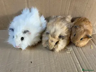 Guinea Pig rodents Baby Female Guinea Pigs For Sale - Advert 8