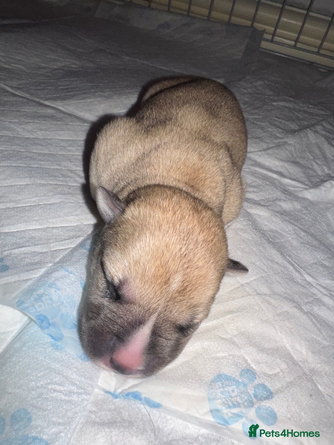 Mixed Breed dogs for sale: Stuffy puppies for sale  - Image 5