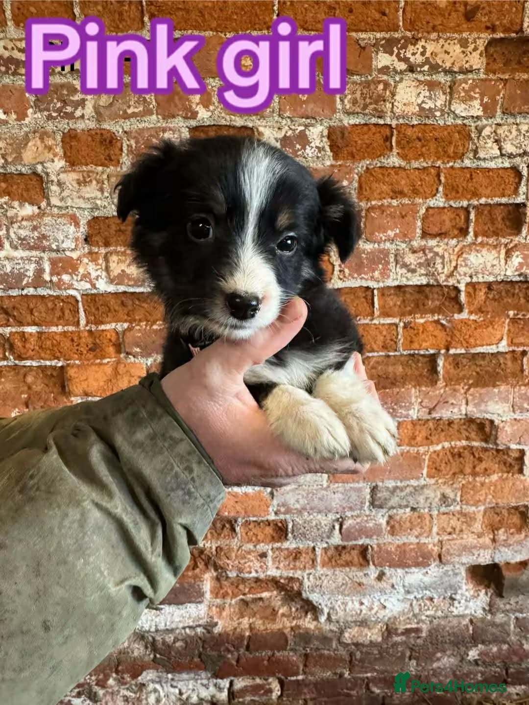 Mixed Breed dogs for sale: Collie pups for sale, ready now  - Advert 13