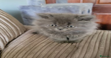 Persian cats - Advert 13