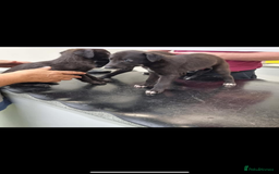 Lurcher dogs for stud: Whippet grey x beddy whippet grey - Image 10