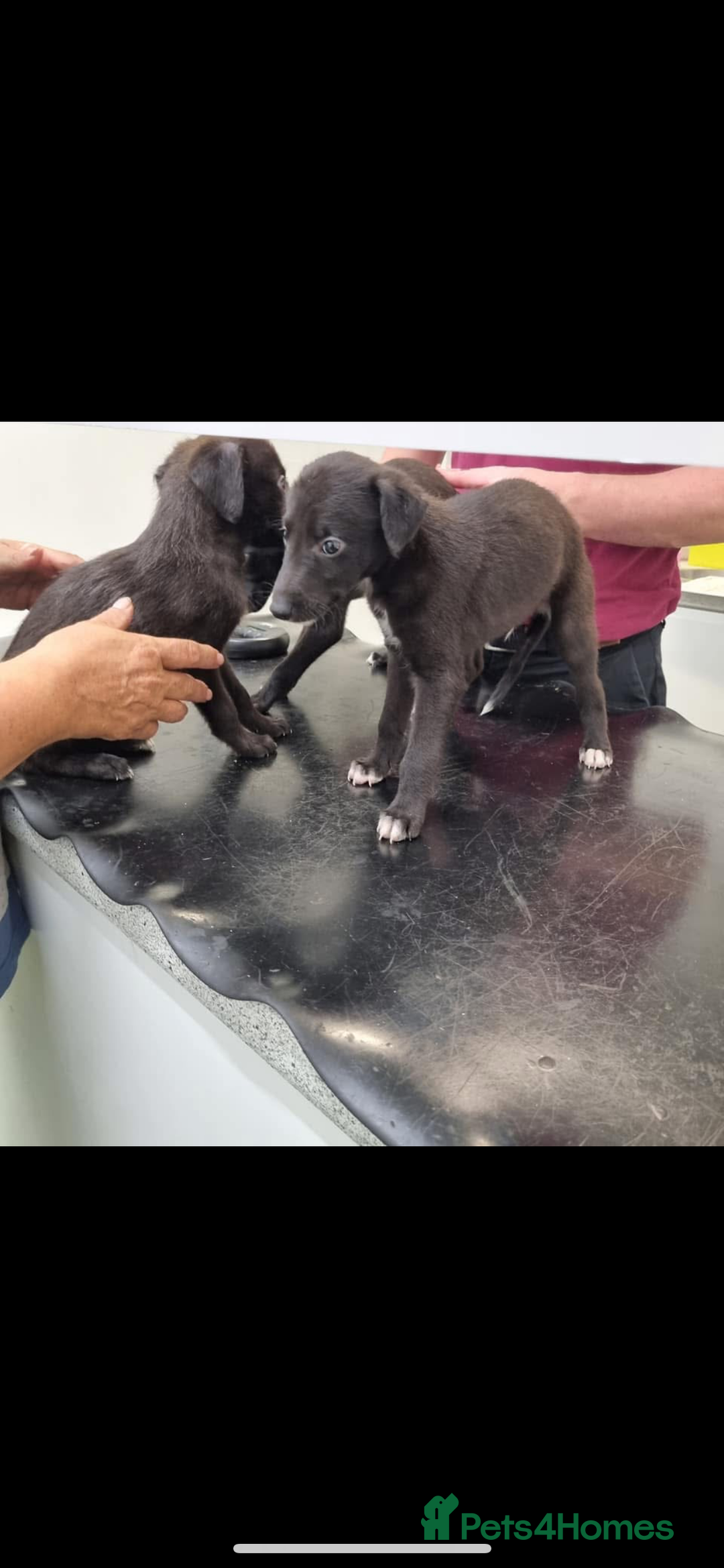 Lurcher dogs for stud: Whippet grey x beddy whippet grey - Image 10