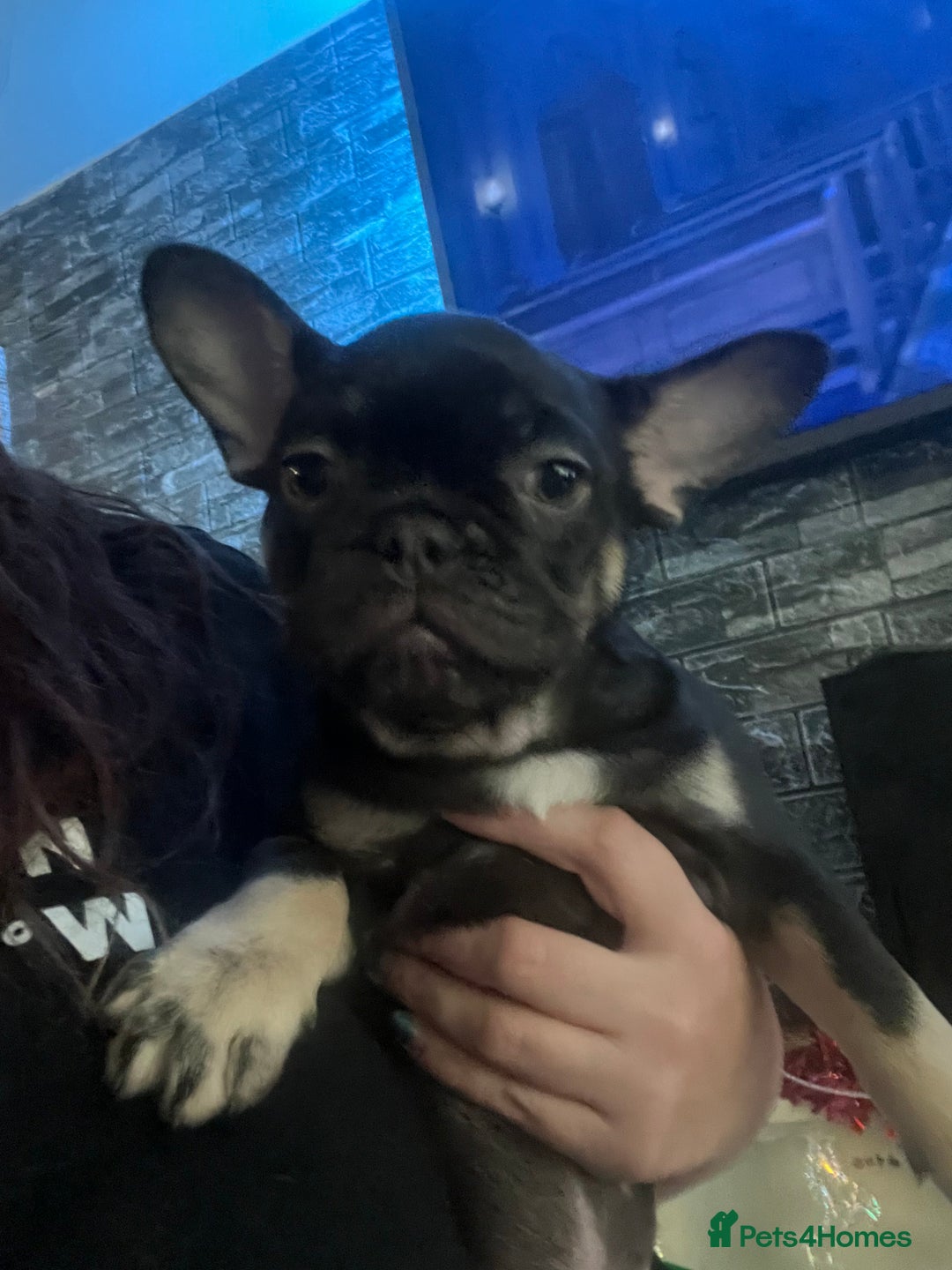 French Bulldog dogs for sale: French bulldog  - Advert 3