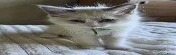Ragdoll cats for sale: Gorgeous Blue-Eyed Ragdoll Kitten 😸  - Advert 8