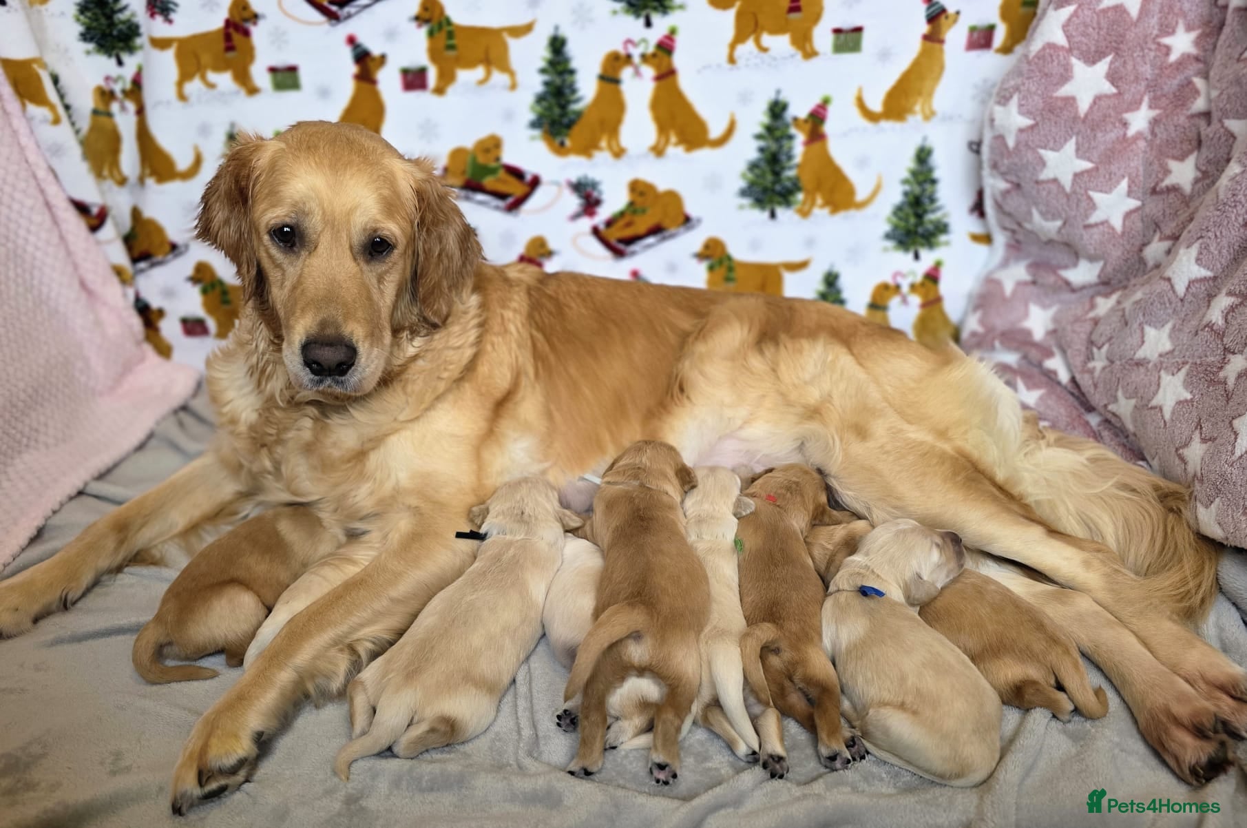 Golden Retriever dogs Golden Retriever puppies - Advert 3