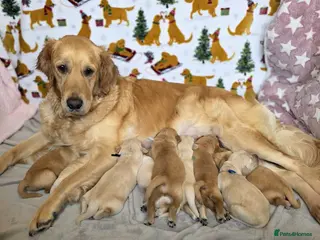 Golden Retriever dogs Golden Retriever puppies - Advert 3