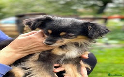 Mixed Breed dogs for adoption: 💖🐶 ELLA 🐶💖 - Image 17