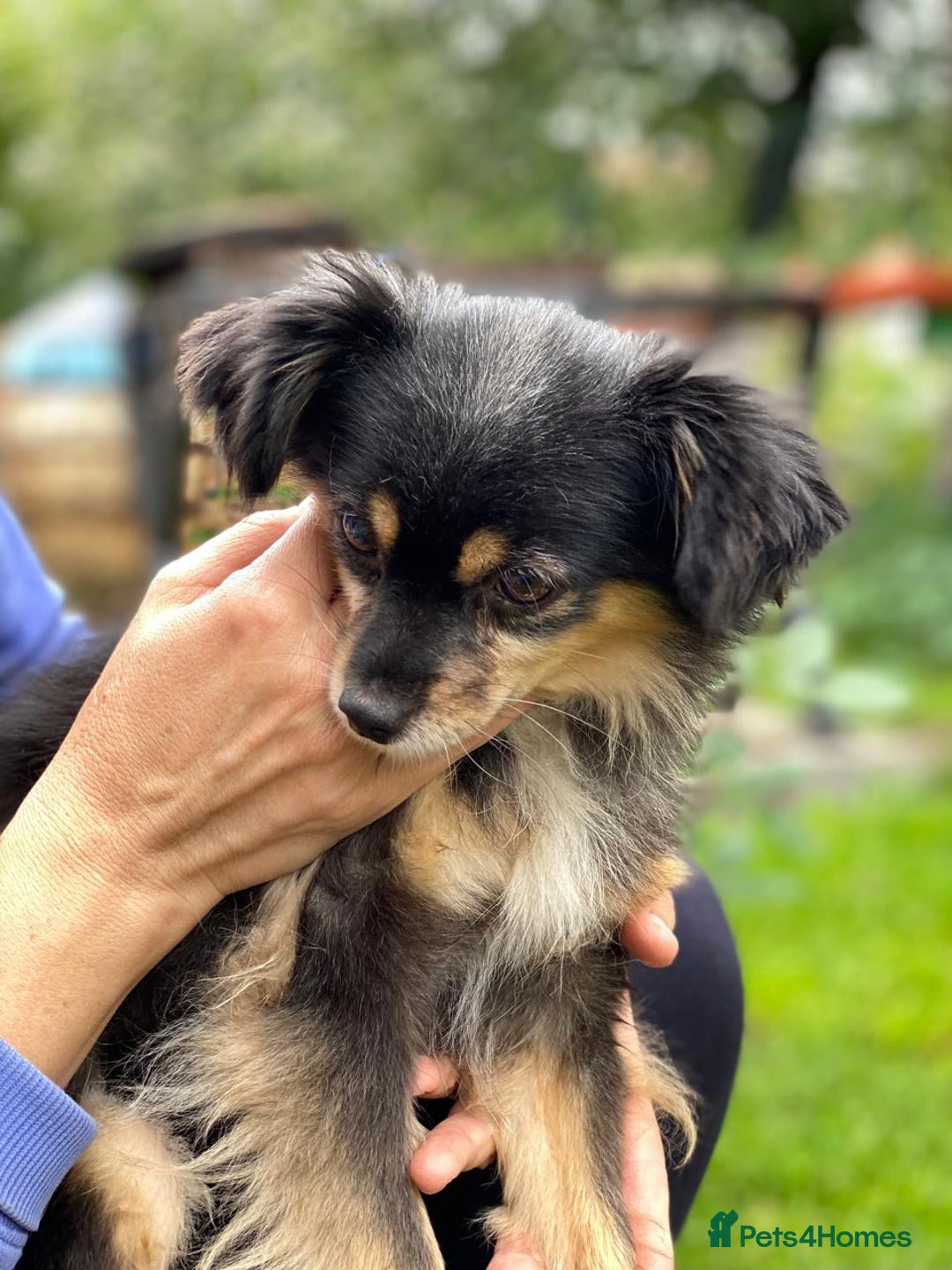 Mixed Breed dogs for adoption: 💖🐶 ELLA 🐶💖 - Image 17