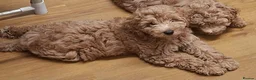 Cockapoo dogs for sale: Beautiful Red F1b Male Cockapoo - Advert 2