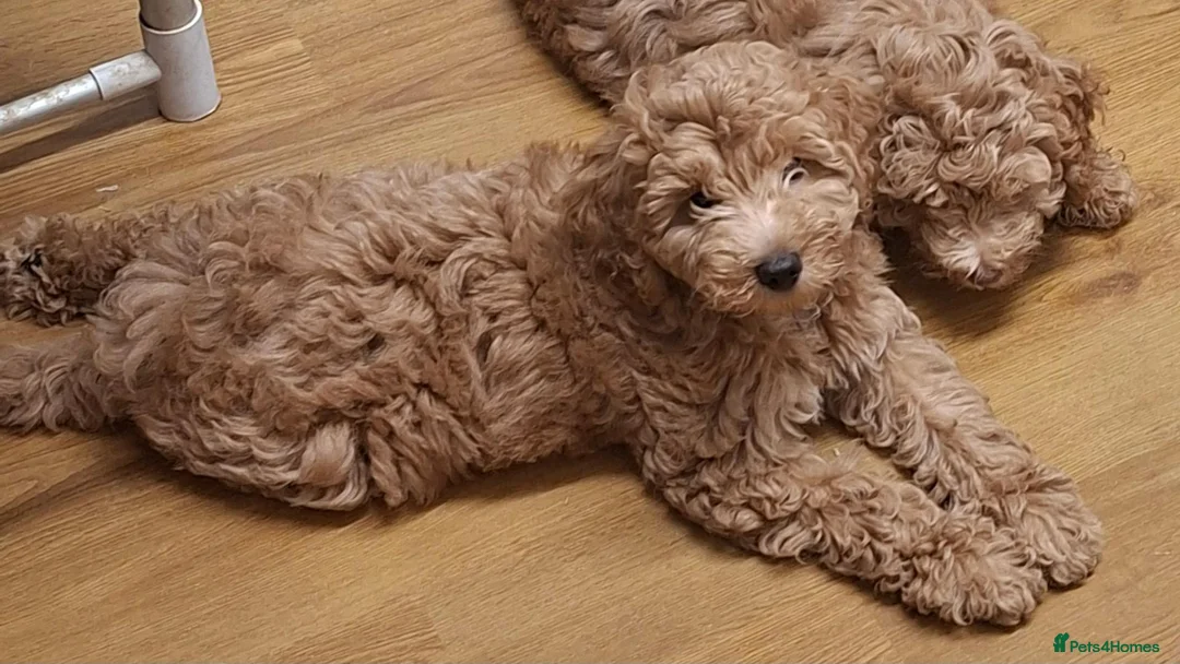 Cockapoo dogs for sale: Beautiful Red F1b Male Cockapoo - Advert 2