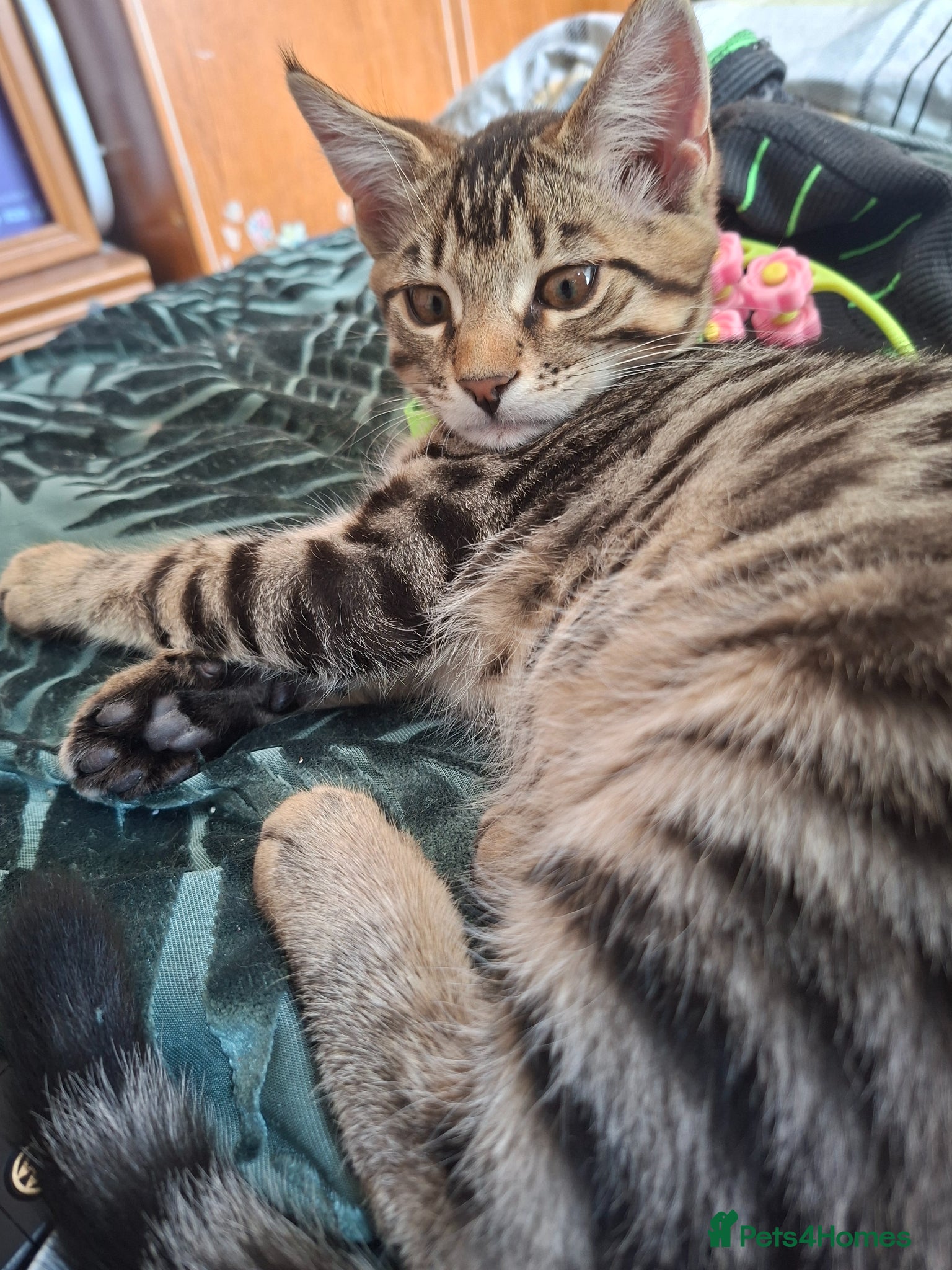 Mixed Breed cats 4 cool boys, ready to move in with their owner. - Advert 12