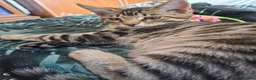 Mixed Breed cats for sale: 4 boys,XL Bengal × Maine Coon  - Advert 12