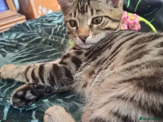 Mixed Breed cats 4 cool boys, ready to move in with their owner. - Advert 12