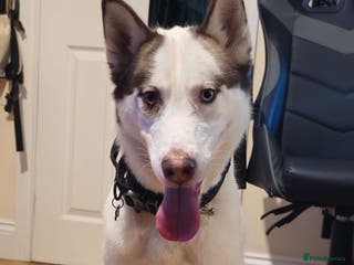 Siberian Husky dogs Her name is Elara - Advert 4