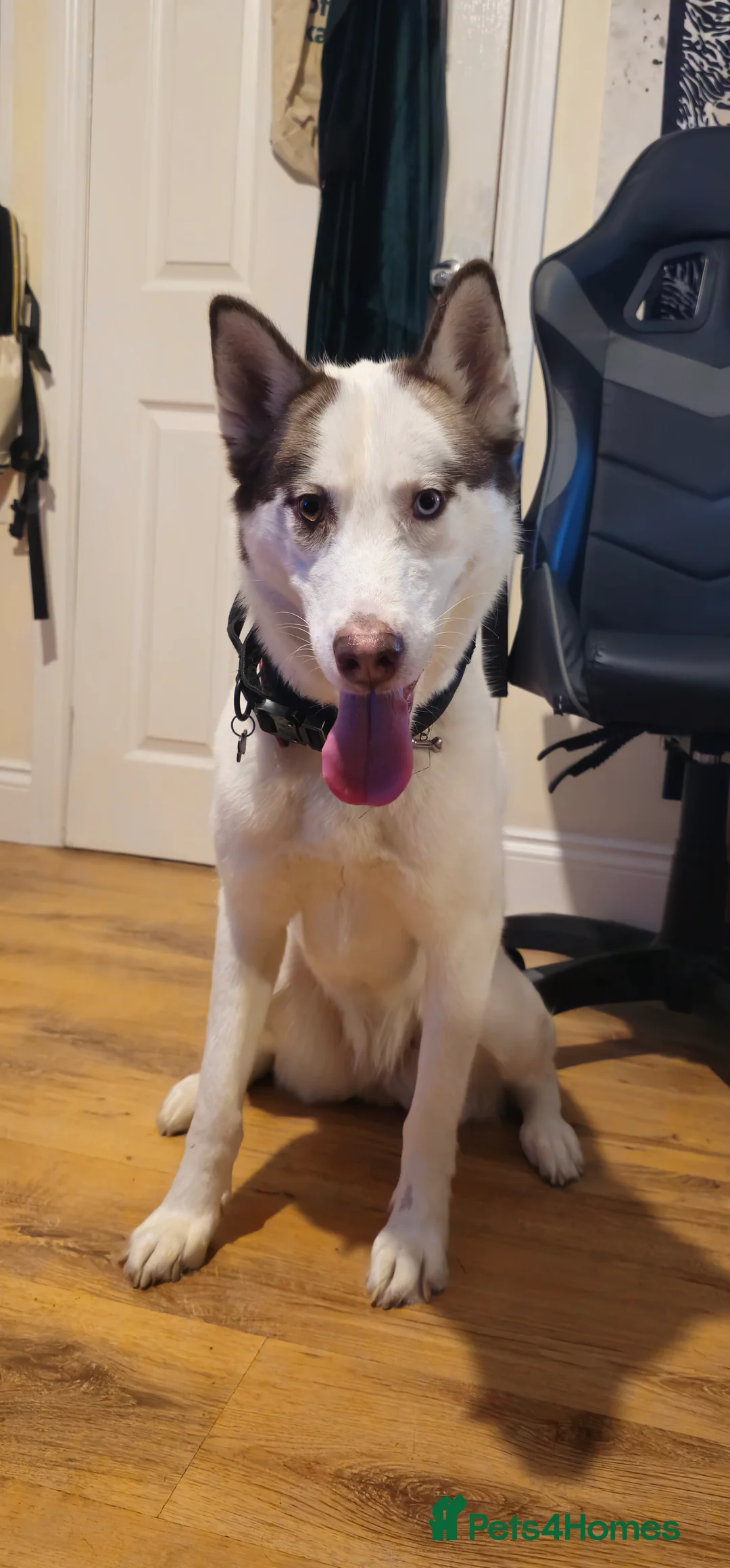 Siberian Husky dogs for sale: Her name is Elara - Advert 1