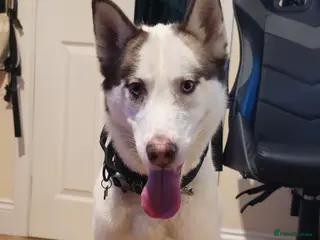 Siberian Husky dogs Her name is Elara - Advert 12