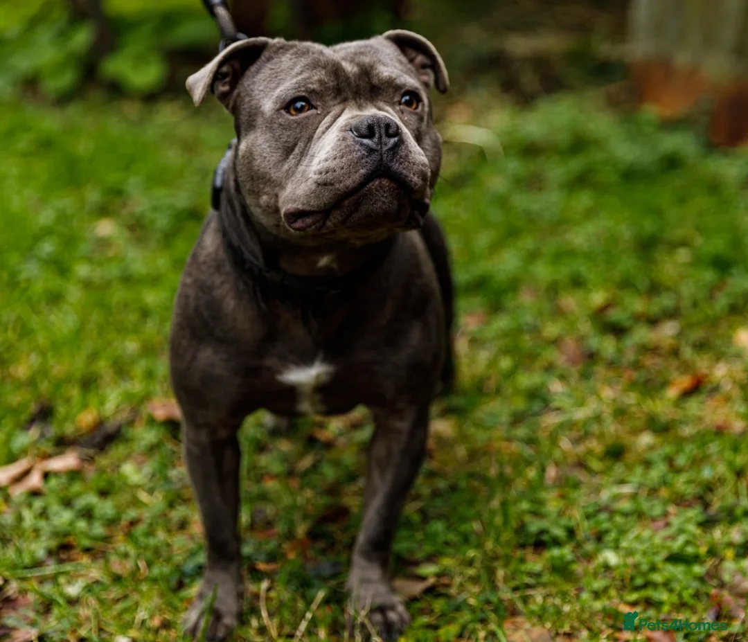 Staffordshire Bull Terrier dogs for stud: Best bloodlines in the UK Holds 20  CHAMPS PROVEN in Swansea - Advert 2