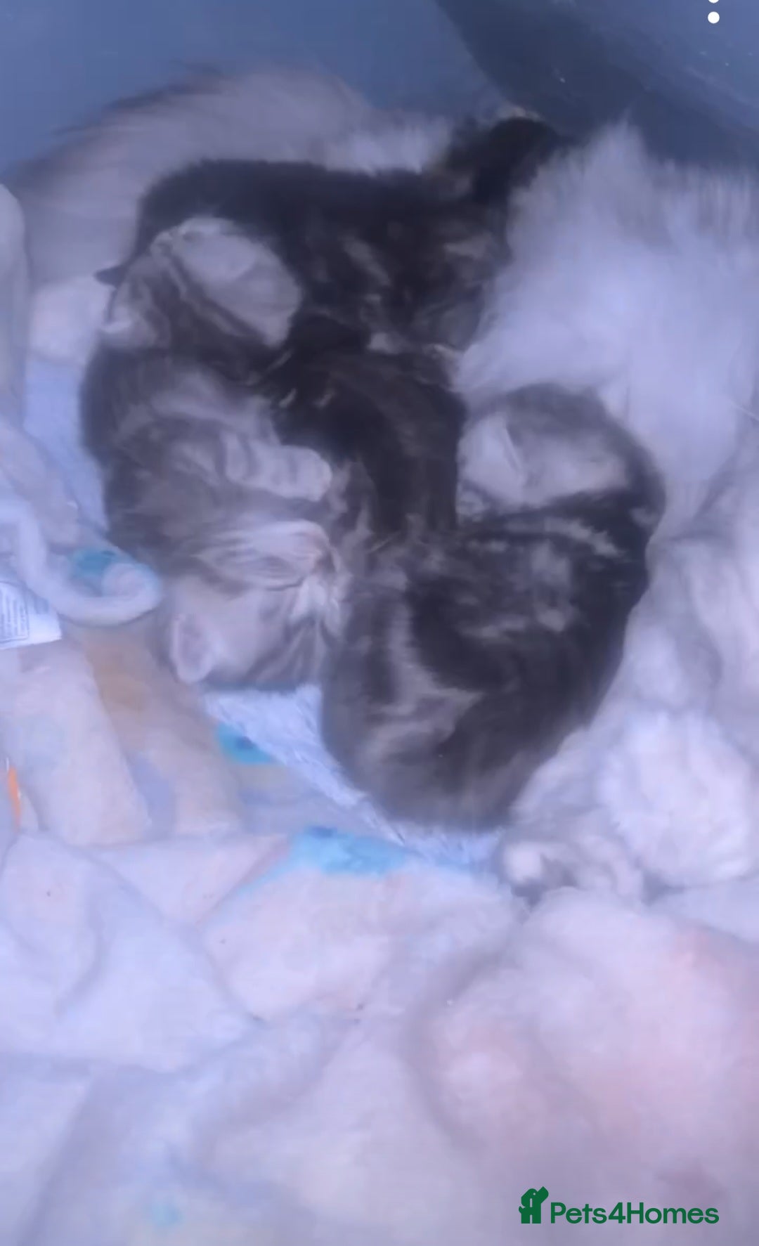 Mixed Breed cats 4 gorgeous siberain mix kittens - Advert 1