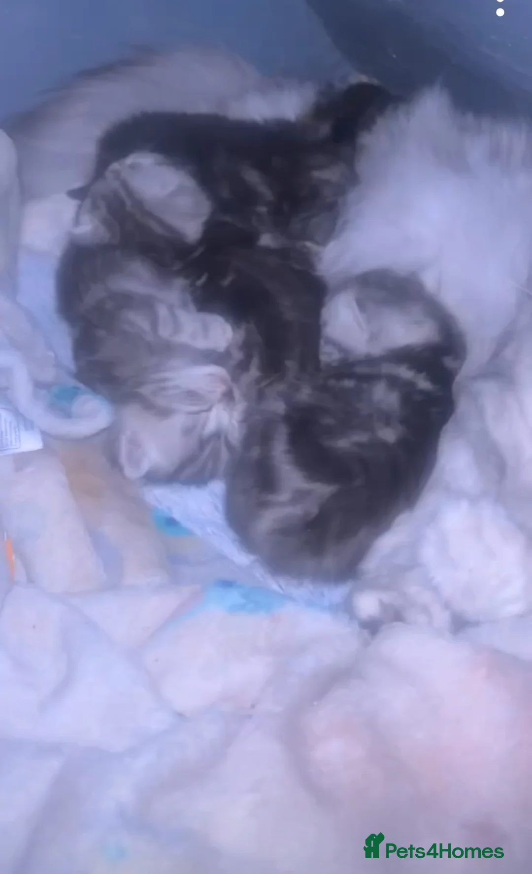 Mixed Breed cats for sale: 4 gorgeous siberain mix kittens - Advert 1