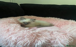 Ragdoll cats for sale: female ragdoll kitten  - Image 4