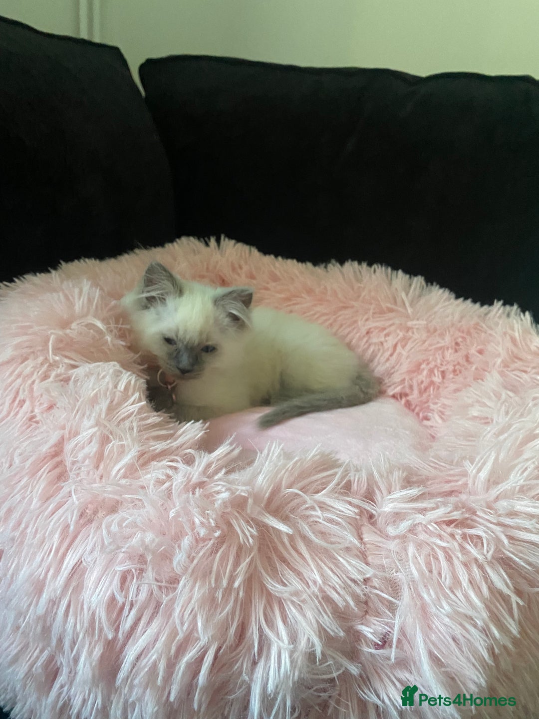 Ragdoll cats for sale: female ragdoll kitten  - Image 4