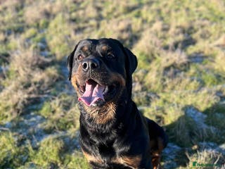 Rottweiler dogs Beautiful Bernie - Advert 6