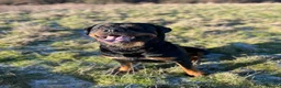 Rottweiler dogs for stud: Beautiful Bernie  - Advert 1