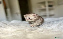 Scottish Fold cats for sale: Adorable rare silver tabby/lilac tabby kittens 🐾 - Image 7