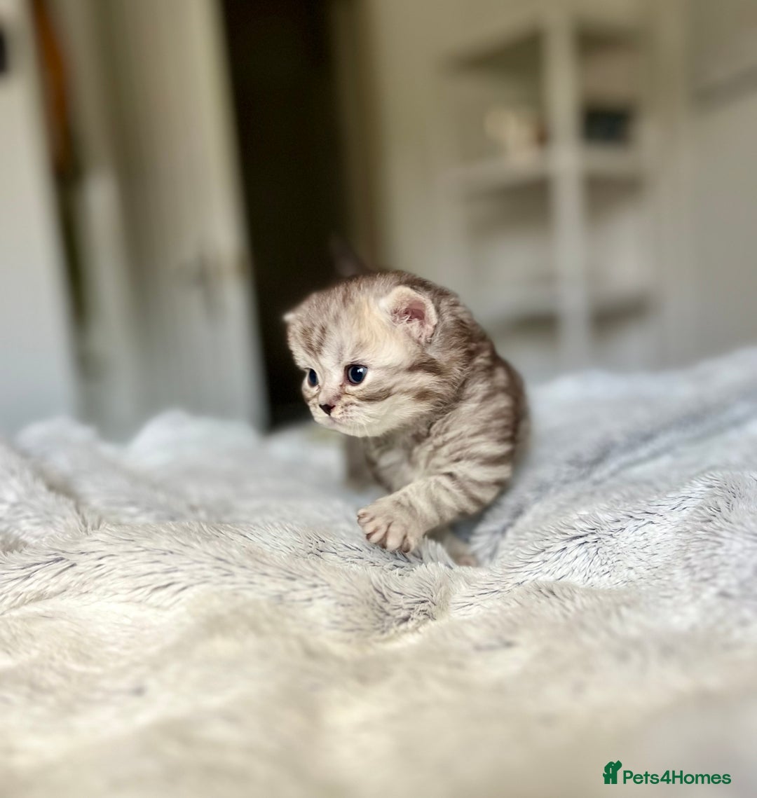 Scottish Fold cats for sale: Adorable rare silver tabby/lilac tabby kittens 🐾 - Image 7