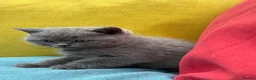 British Shorthair cats for sale: British Shorthair Kittens - GCCF - Advert 34