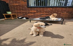 Miniature Poodle dogs for sale: Minatare Poodle Ready Now - Image 8