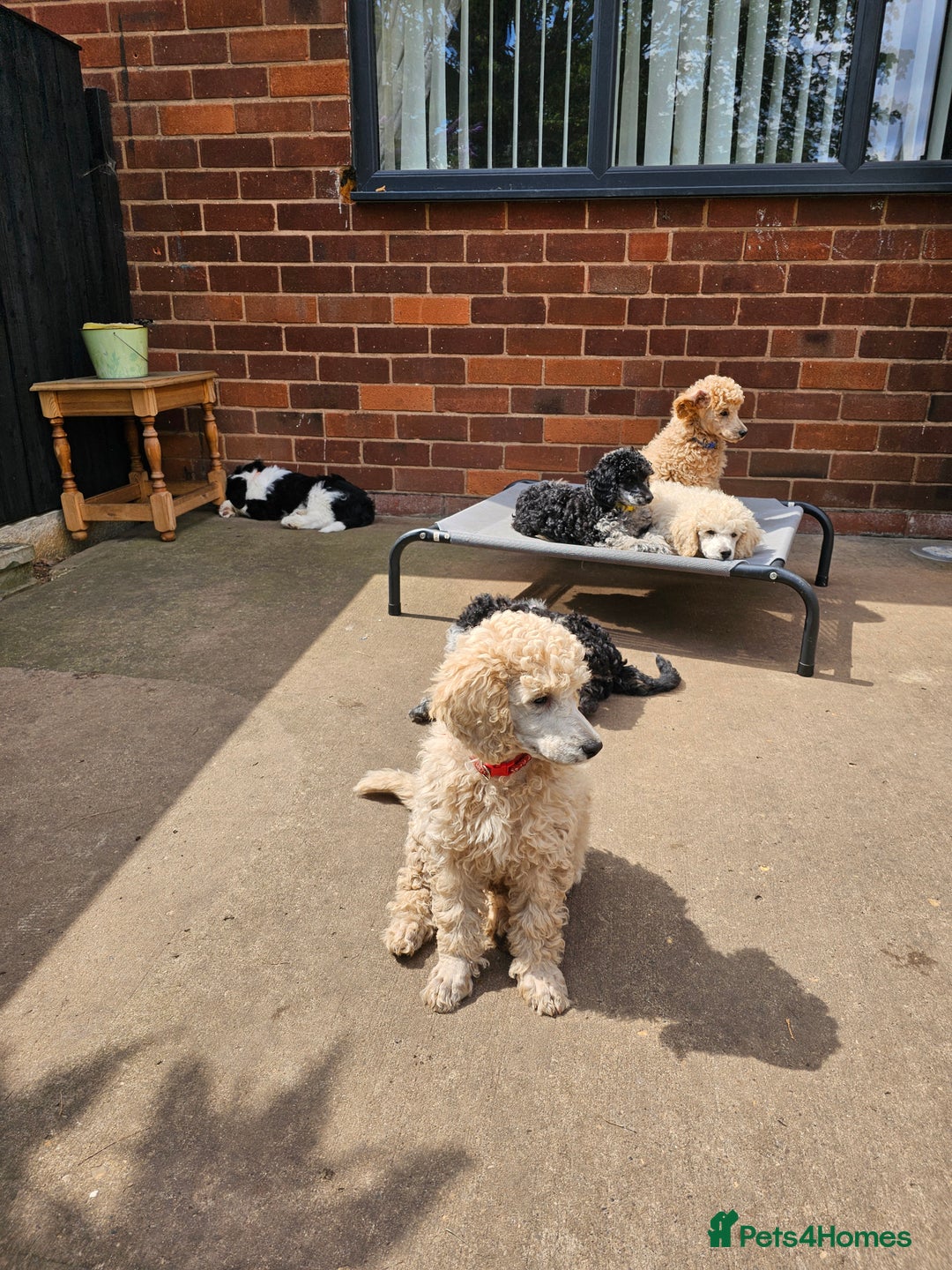 Miniature Poodle dogs for sale: Minatare Poodle Ready Now - Image 8