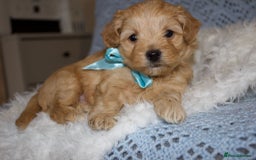 Maltipoo dogs for sale: F1 small Maltipoo puppies - Image 10