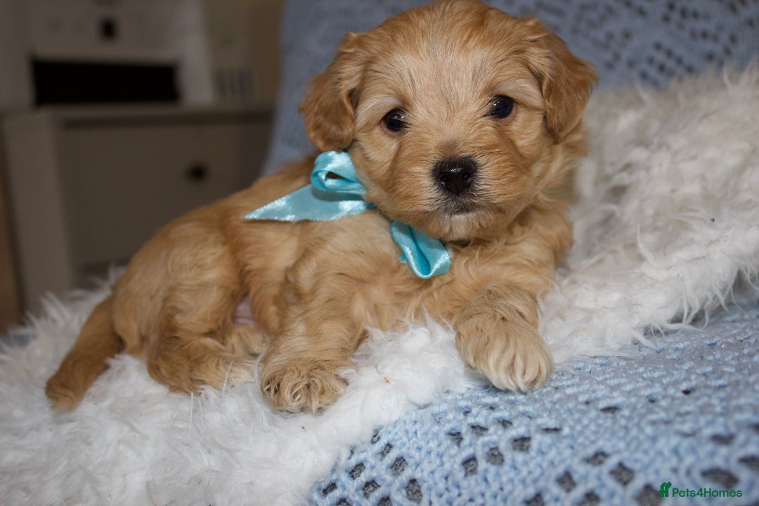 Maltipoo dogs for sale: F1 small Maltipoo puppies - Image 10