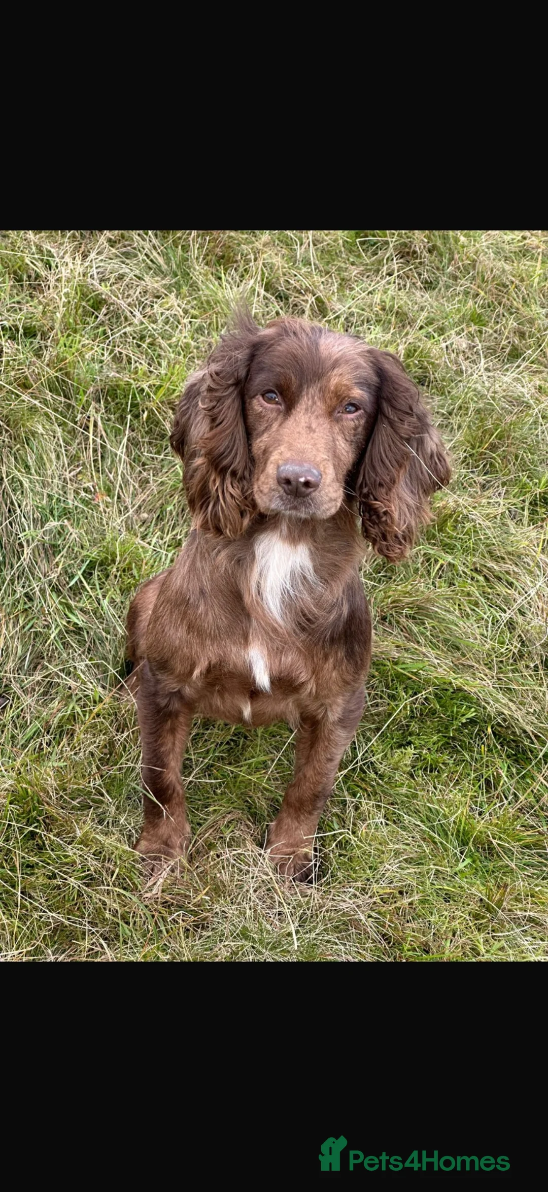 Cockapoo dogs for sale: Stunning Merle Cockerpoo’s - Advert 4