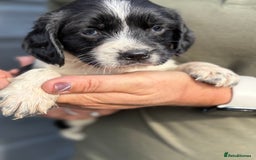 English Springer Spaniel dogs for sale: Beautiful Springer spaniel puppies  - Image 7