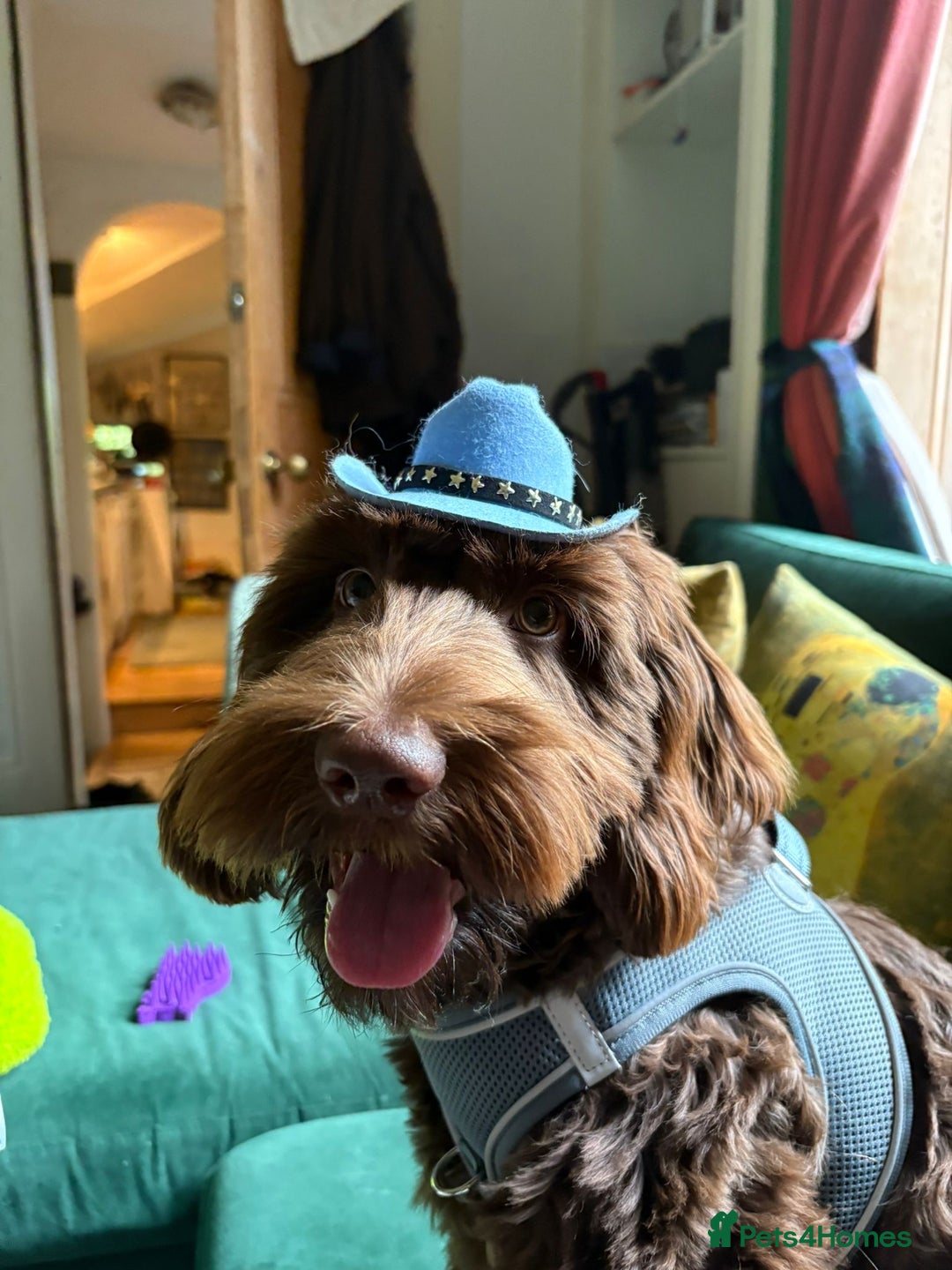 Cockapoo dogs for sale: 10 month old Cockapoo  - Advert 4