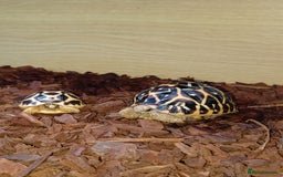 Tortoise reptiles for sale: INDIAN STAR YOUNSTERS UK BRED JULY 2024 - Image 7