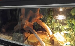 Python Snake reptiles for sale: Female Royal Python with 4ft VIvarium - Image 6
