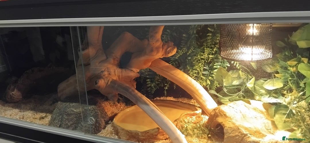 Python Snake reptiles for sale: Female Royal Python with 4ft VIvarium - Image 6