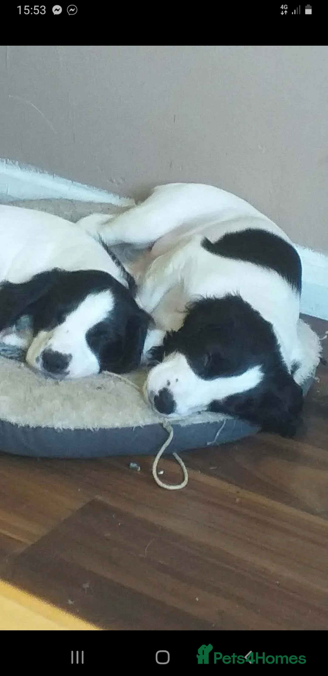 English Springer Spaniel dogs for sale: Two black and white girls  in Durham - Advert 2