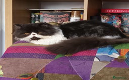 Exotic cats for sale: Sweeney the exotic Persian  - Image 2