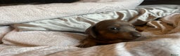 Dachshund dogs for sale: Stunning Dachshunds Ready to View - Advert 8