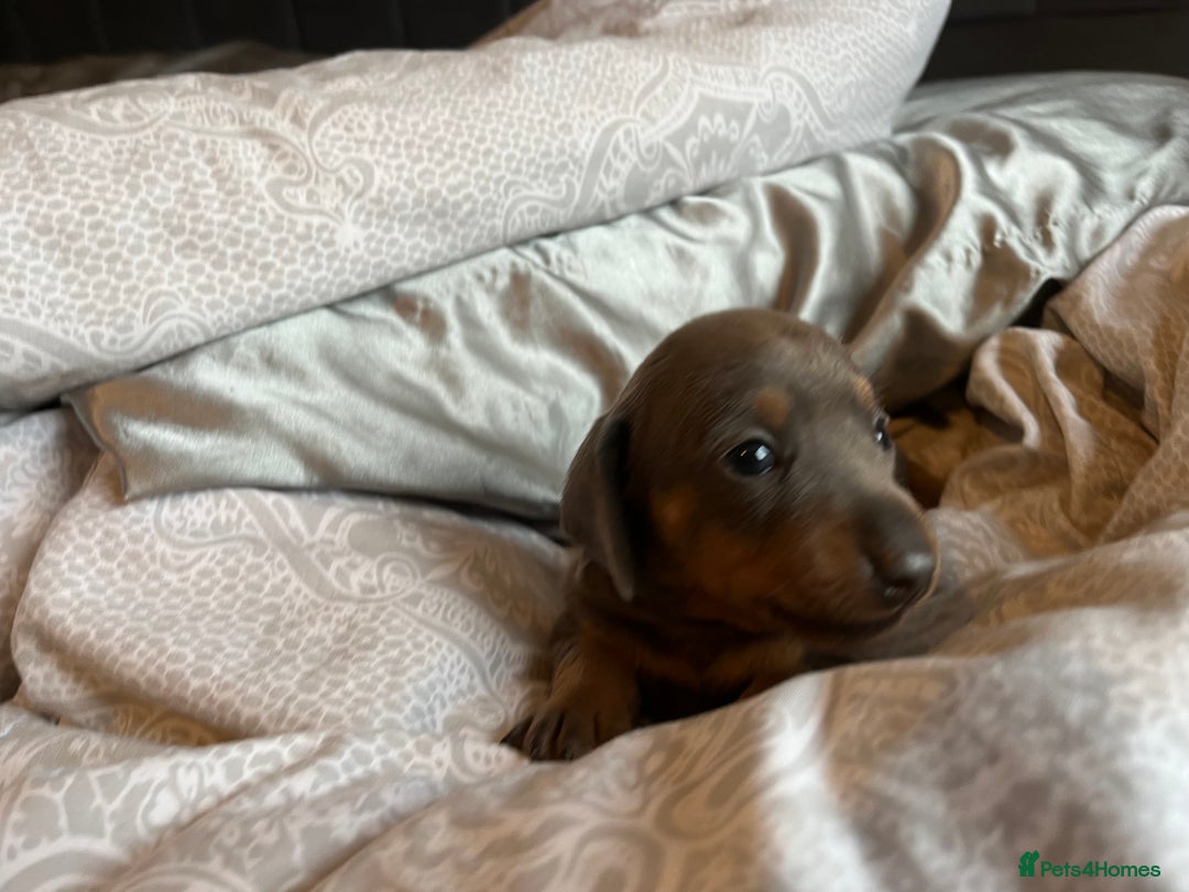 Dachshund dogs for sale: Stunning Dachshunds Ready to View - Advert 8