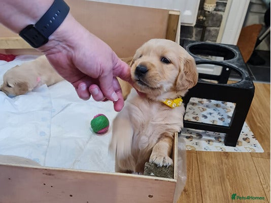 Golden Retriever dogs KC Goldie Pups bred by K9 Trainer & Behaviourist - Advert 1