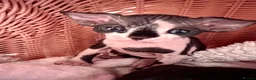 Devon Rex cats for sale: Beautiful Devon Rex kittens ❤️❤️❤️ - Advert 3