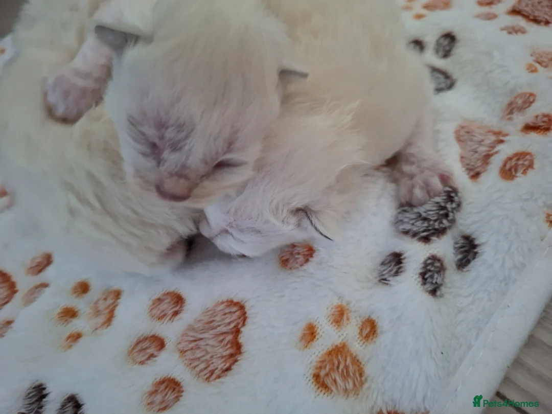 Ragdoll cats for sale: Ragdoll kittens  - Advert 5