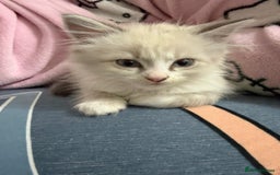 Ragdoll cats for sale: MALE RAGDOLL *AVAILABLE* - Image 1