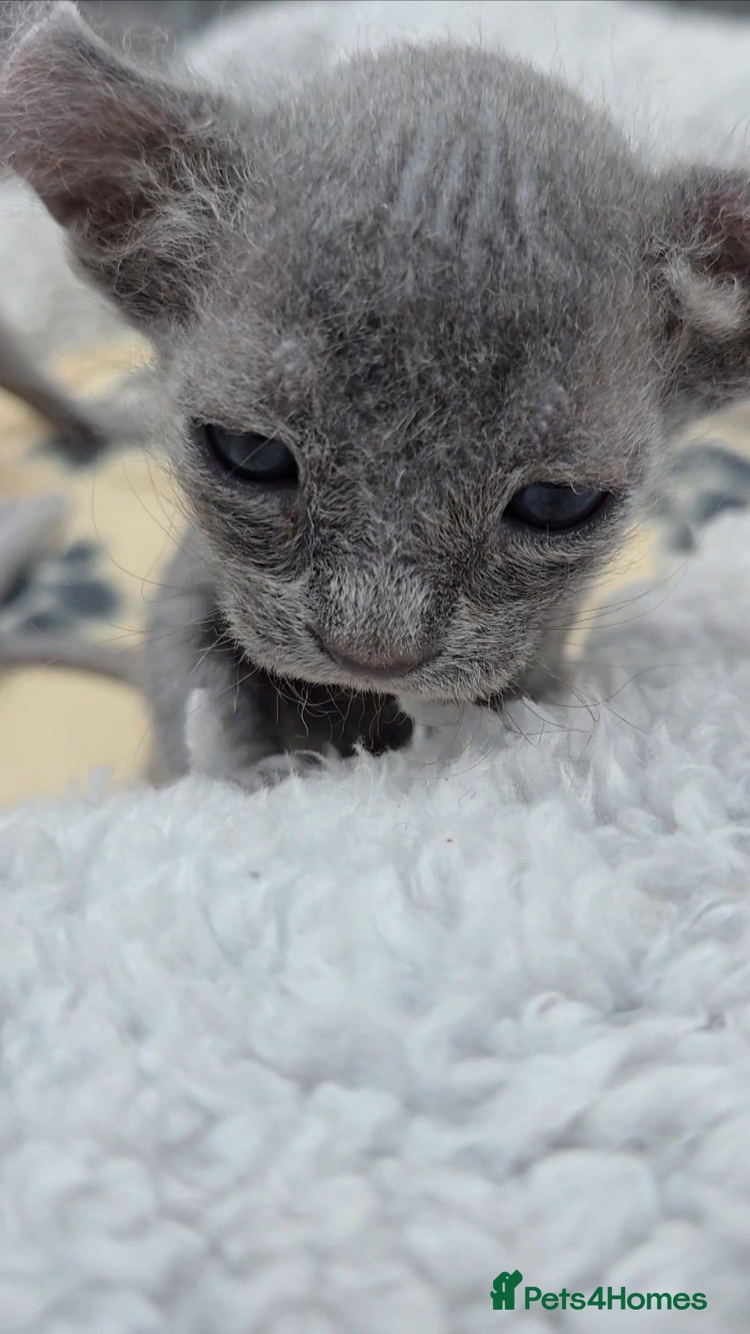 Sphynx cats for sale: Elf Sphynx Kittens  - Image 10